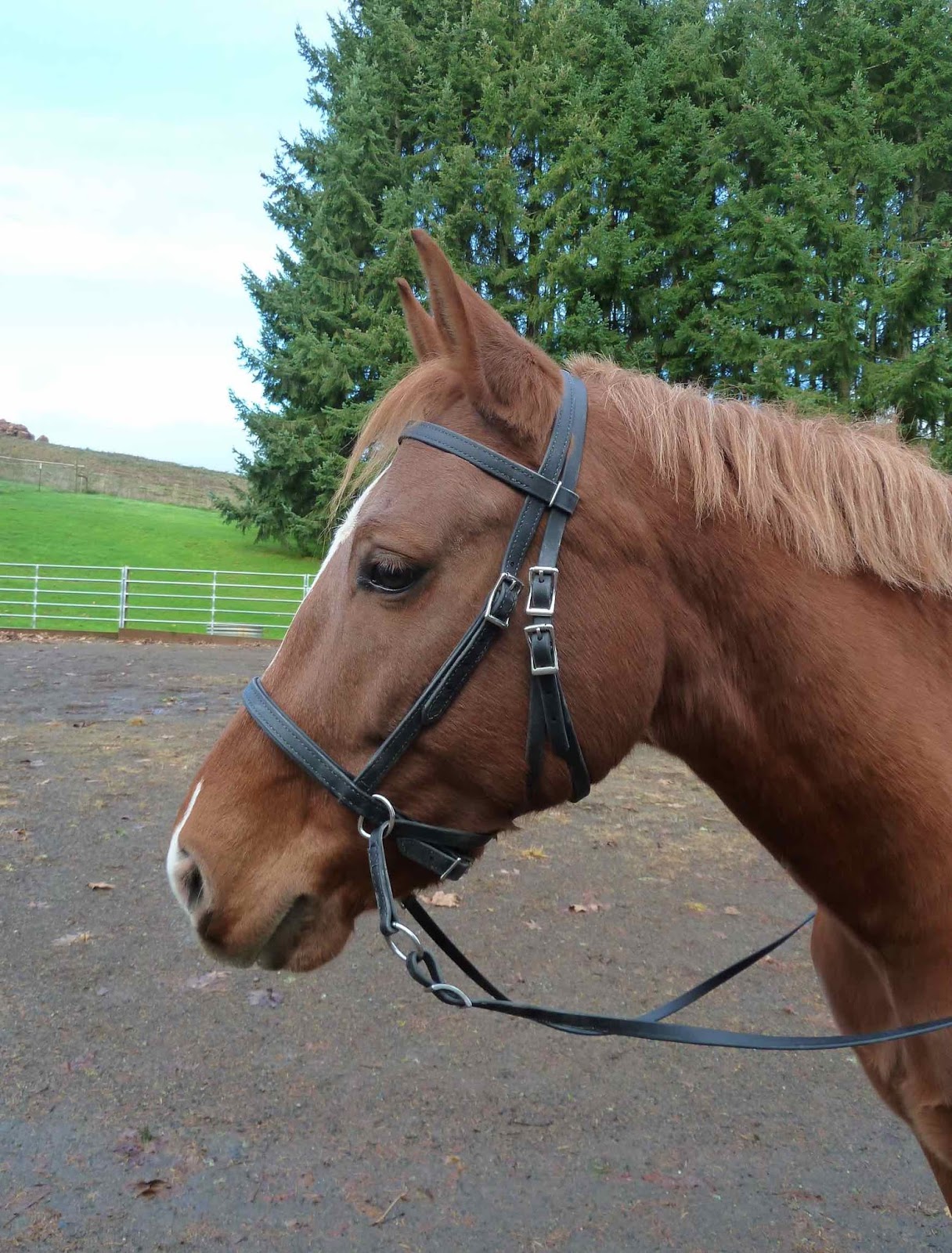 Dances With Horses Bootscootin' boogie