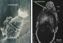 Cyanobacteria