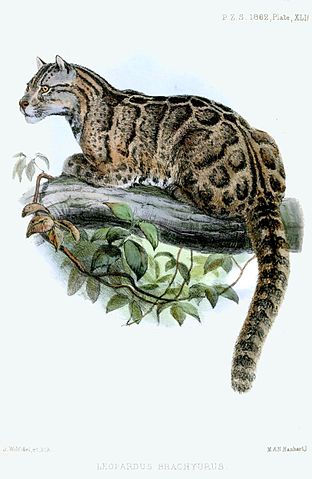قائمة الحيوانات المنقرضة في آخر 100 سنة : نمر التايوان  312px-LeopardusBrachyurusWolf