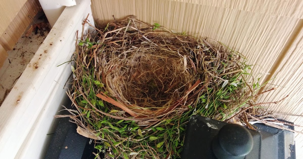 J-TWO-O: House finch/cowbird nestlings update