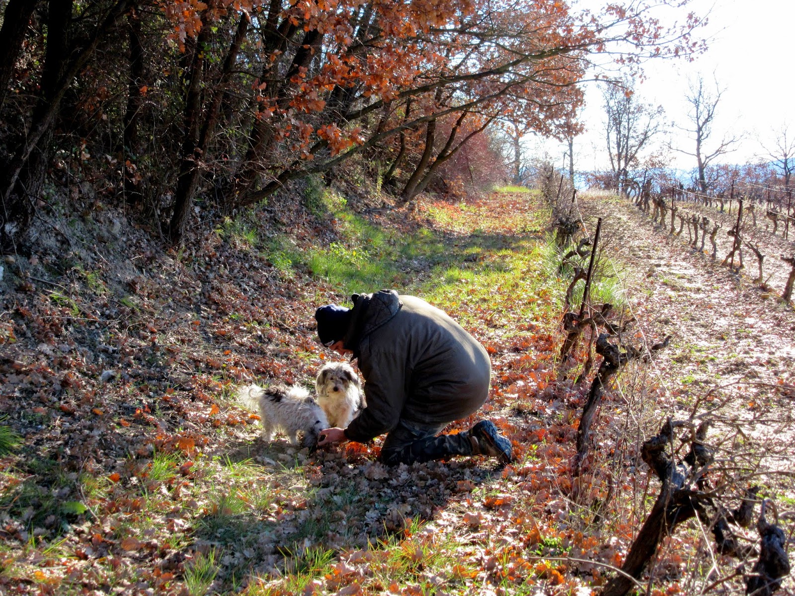 Cuisine de Provence Les Pastras Truffle Hunting in Provence