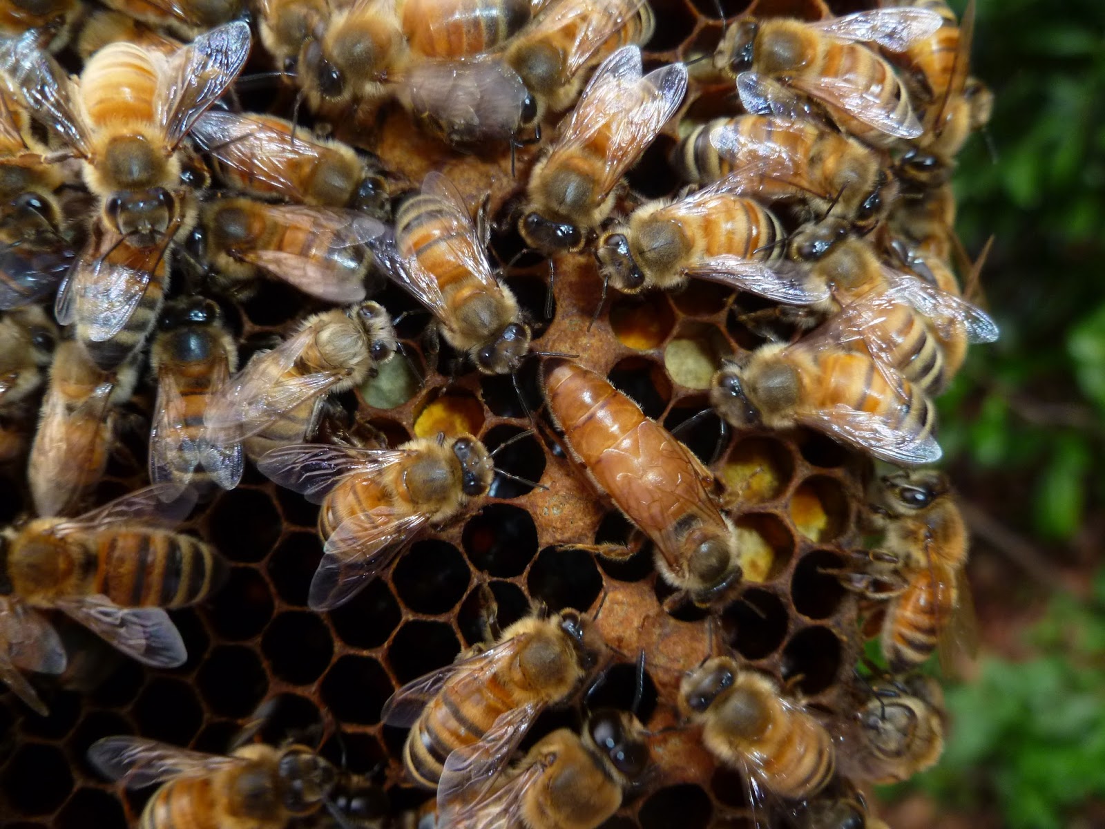 Queen Anne Bees: Spring Buildup And An Early Maple Flow