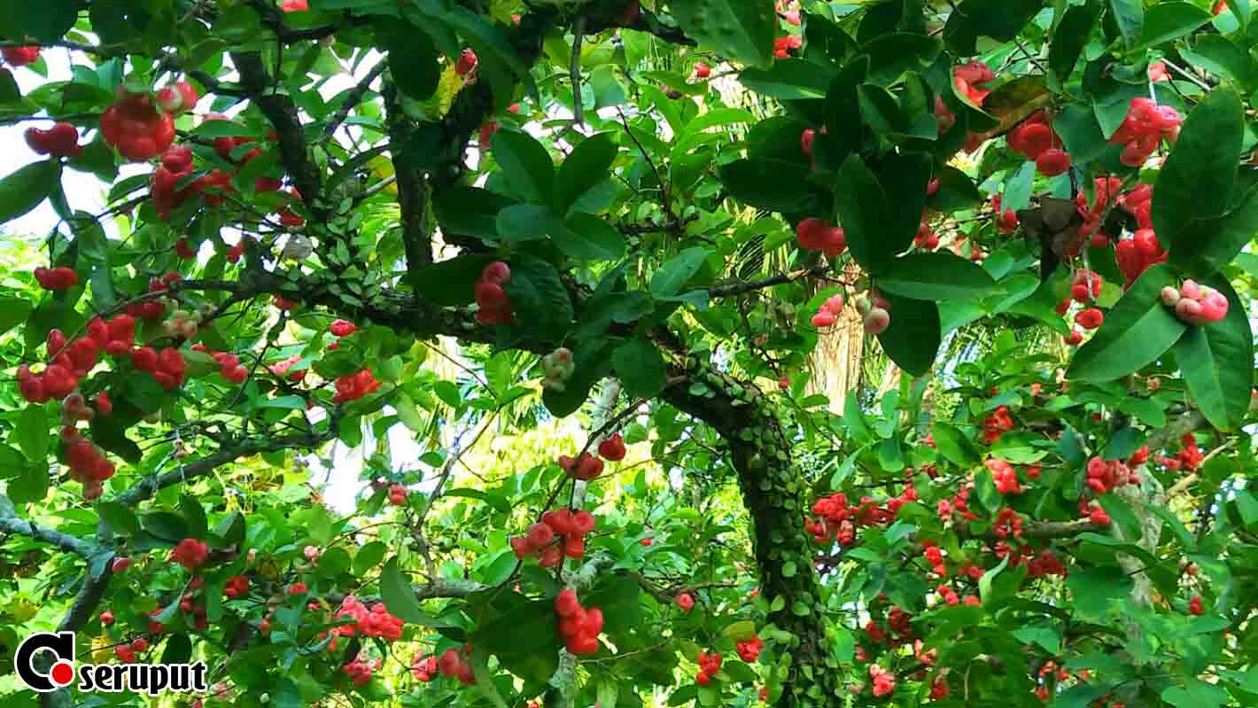 Sifat dan Ciri-Ciri Jambu Air