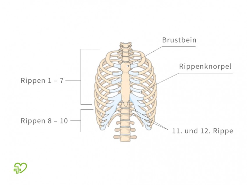 rippe gebrochen Germany News Collections