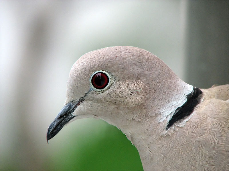 Eurasian Collared Dove ARUNACHALA BIRDS