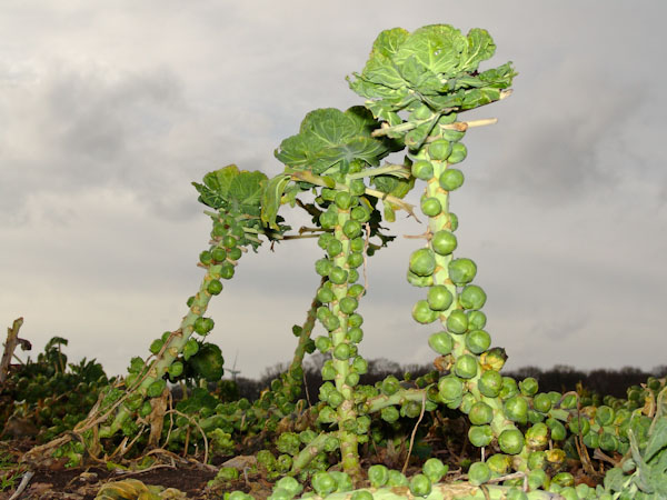 fotoaufnahme: Rosenkohl,...