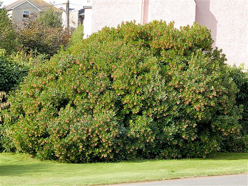 ARTE Y JARDINERÍA : MADROÑO. Arbutus unedo L. Familia Ericaceae