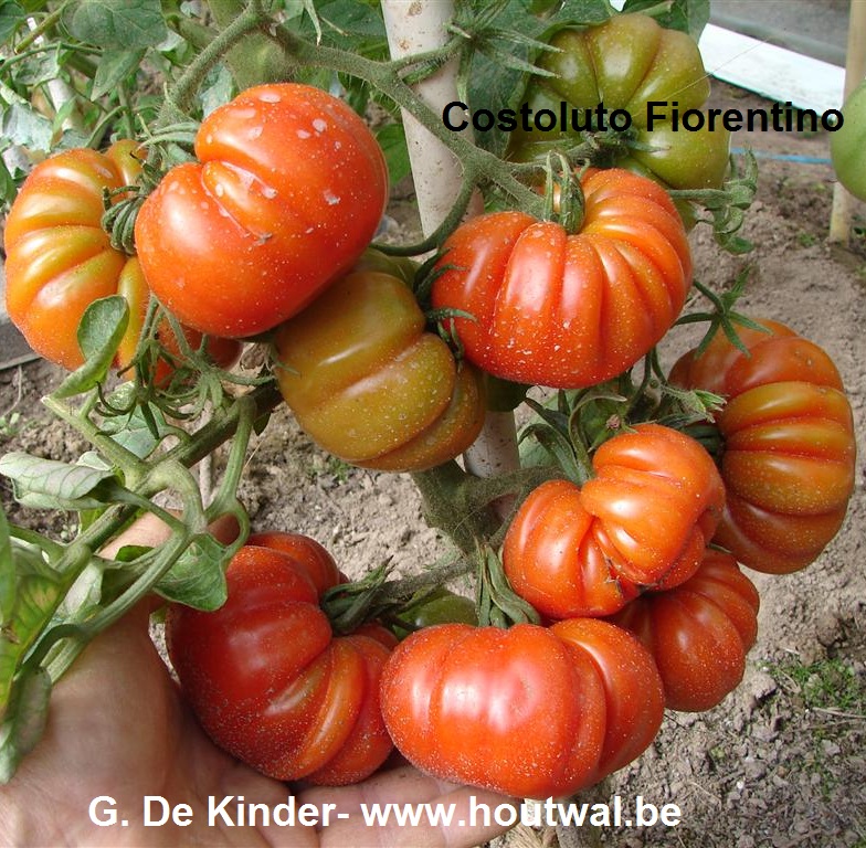 Inheems- en uitheems van tomaten (Zaadvaste tomatenrassen).