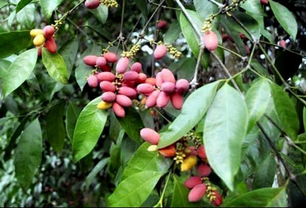 Ciri-Ciri Tumbuhan Biji Terbuka (Gymnospermae) dan Proses Dalam Berkembang Biak Ciri-Ciri Tumbuhan Biji Terbuka (Gymnospermae) dan Proses Dalam Berkembang Biak