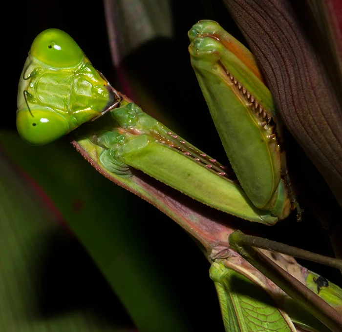 Giant Mantid - Front View.