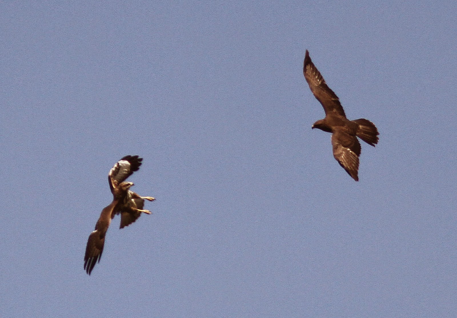 NonStop Birding Common Buzzards