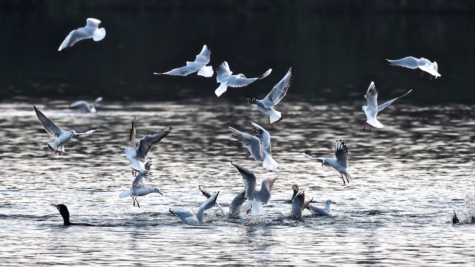 Roy's Nature Logbook Cormorants vs Blackheaded Gulls