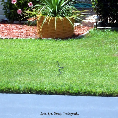 Black Rat Snake - Leesburg, Florida Black Rat Snake - Leesburg, Florida