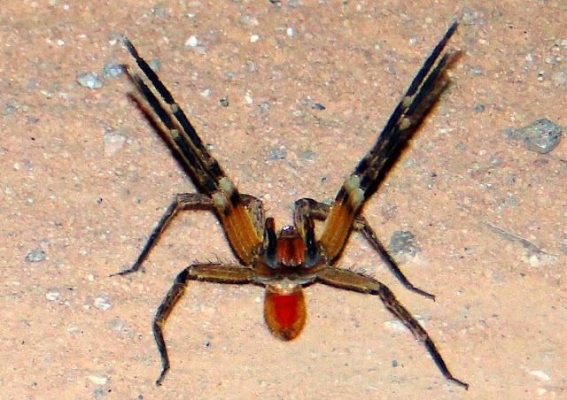 A aranha mais venenosa do mundo