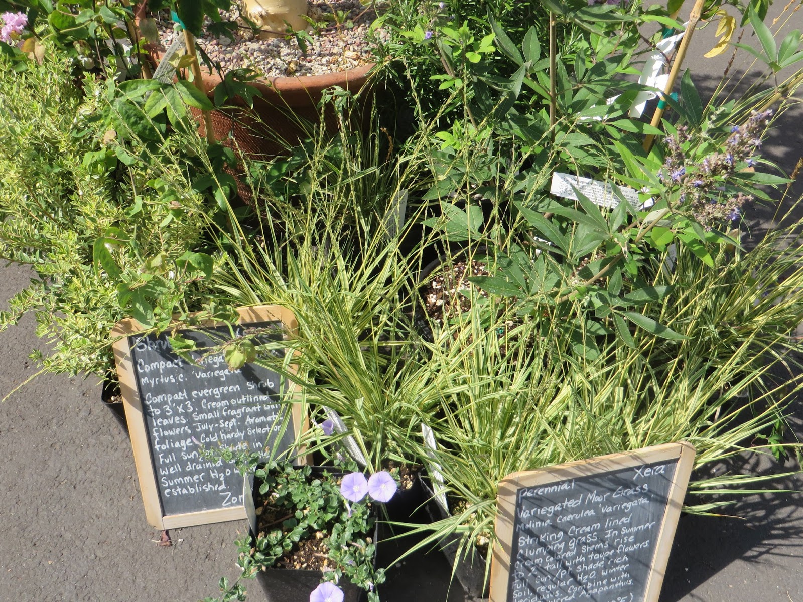 Three Dogs In A Garden The New Dwarf Hydrangeas