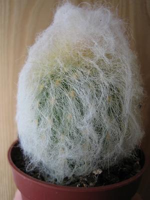 Vida Selvagem e Urbana : CACTO CABELO OU CABEÇA DE VELHO