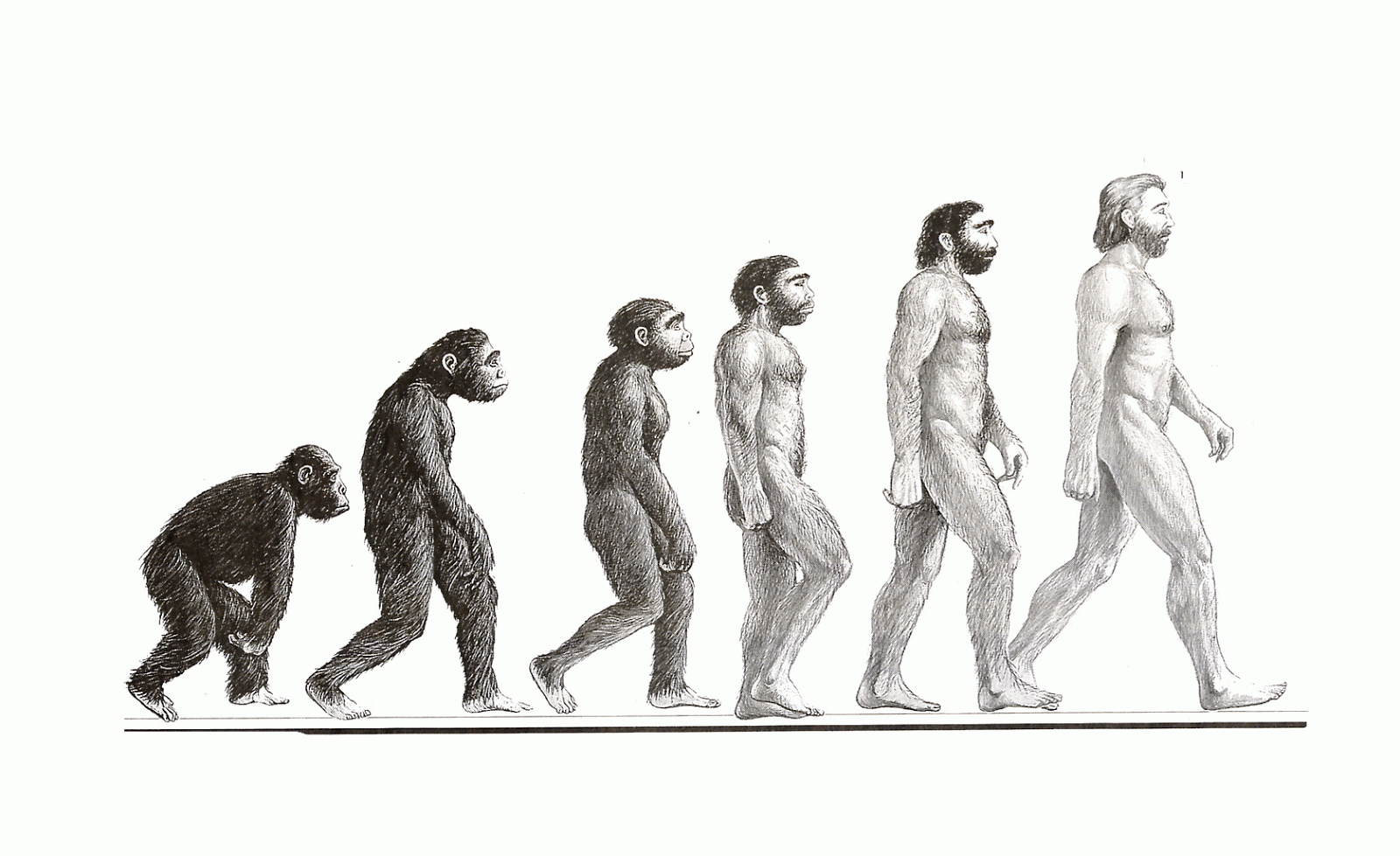 теория эволюции дарвина. эволюционная теория происхождения человека. антропогенез дарвин. эволюционная теория дарвина. чарльз дарвин теория эволюции.