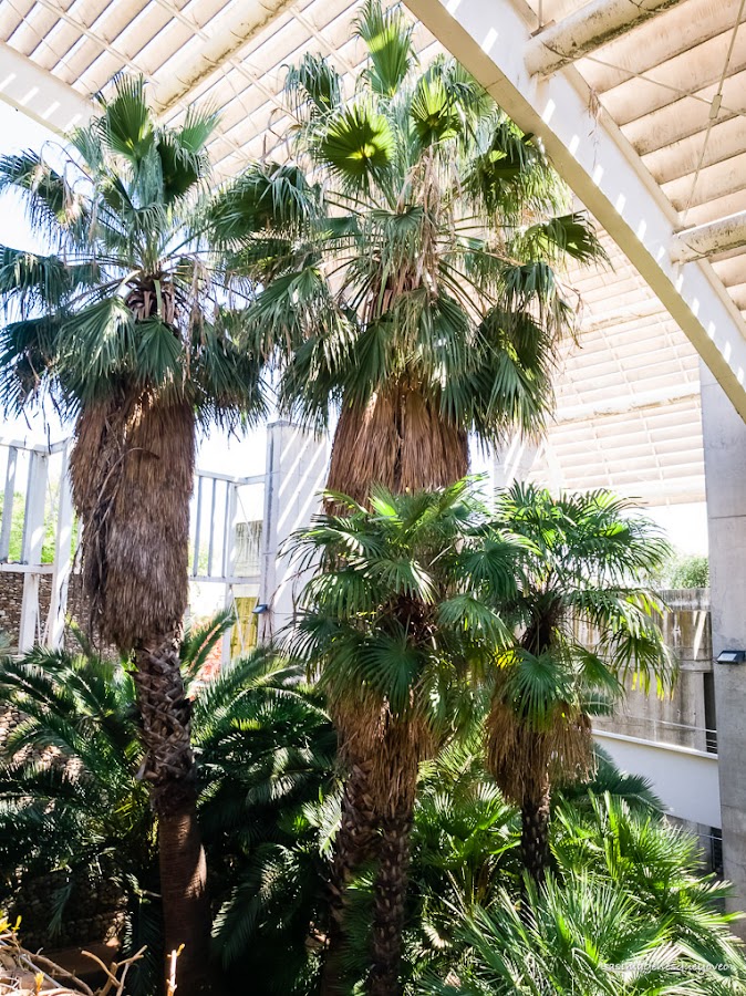 Estufa Fría del parque Juan Carlos I