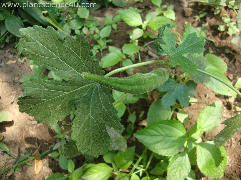 Examplesof Net 15 Examples Of Malvaceae Plants