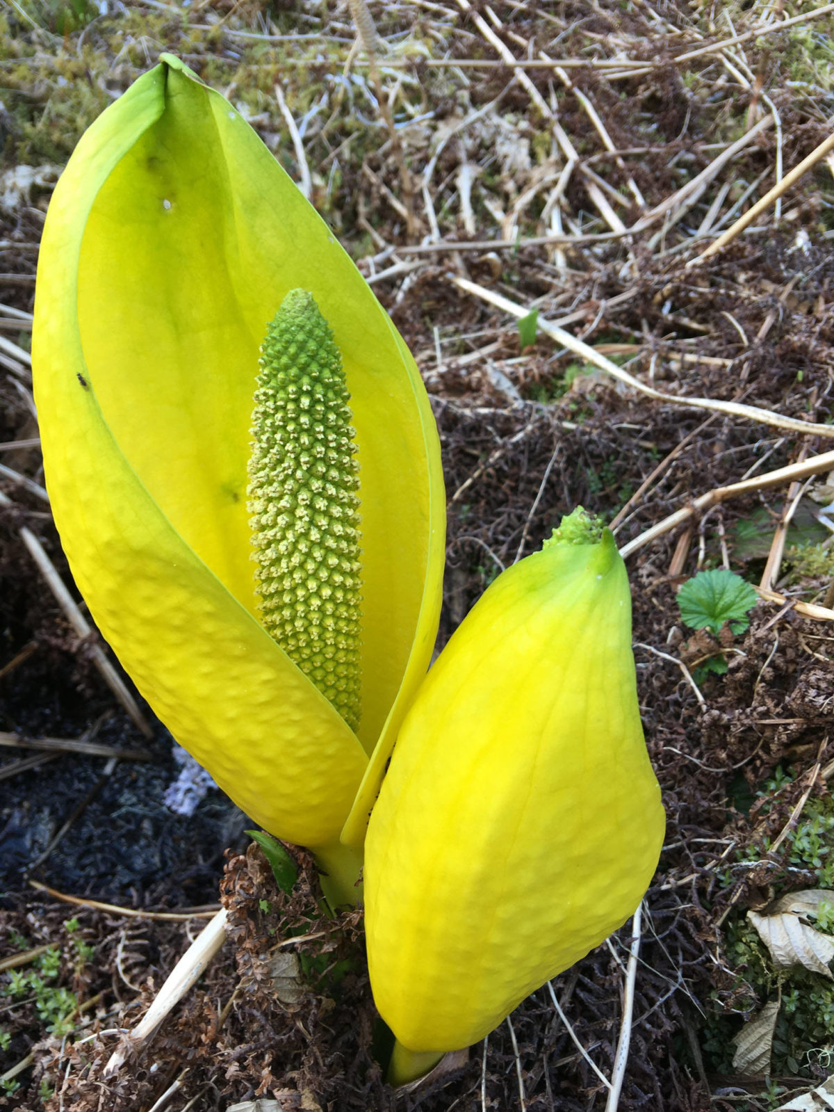 Skunk Cabbage: A Harbinger of Spring