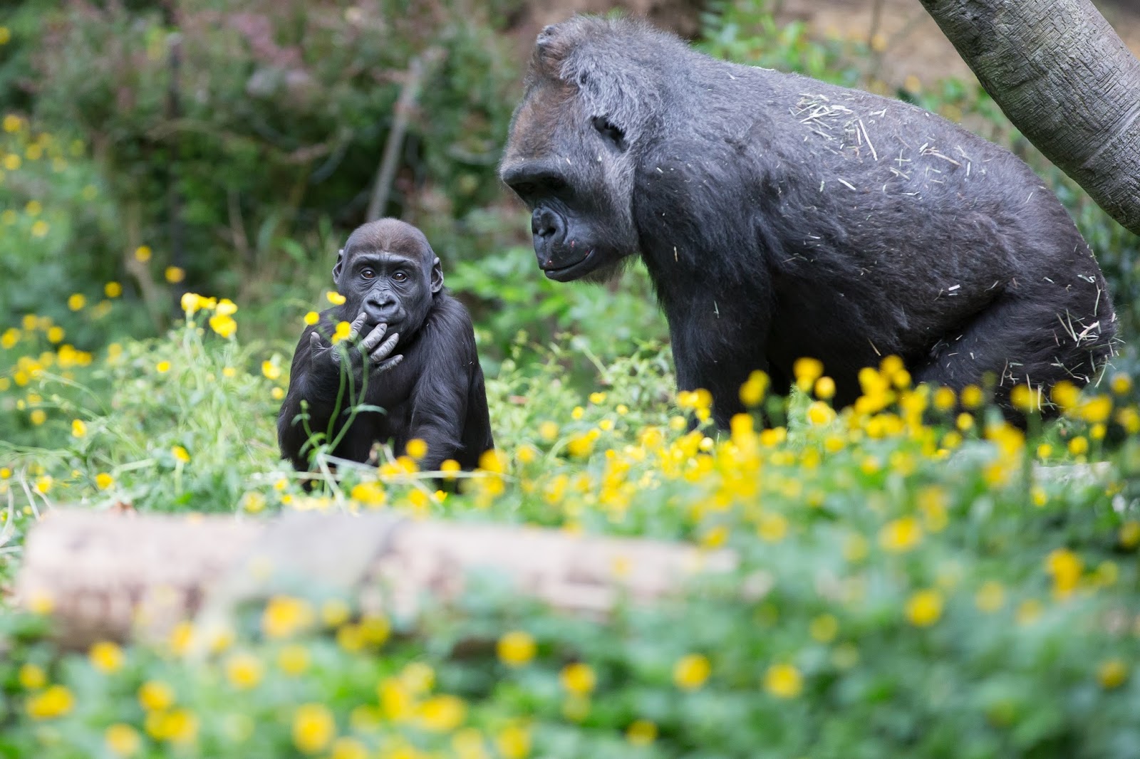 Woodland Park Zoo Blog Celebrate World Gorilla Day with a conservation