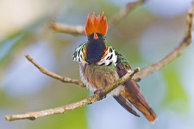 Lophornis magnificus