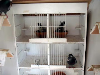 Contoh Kandang Merpati Umbaran