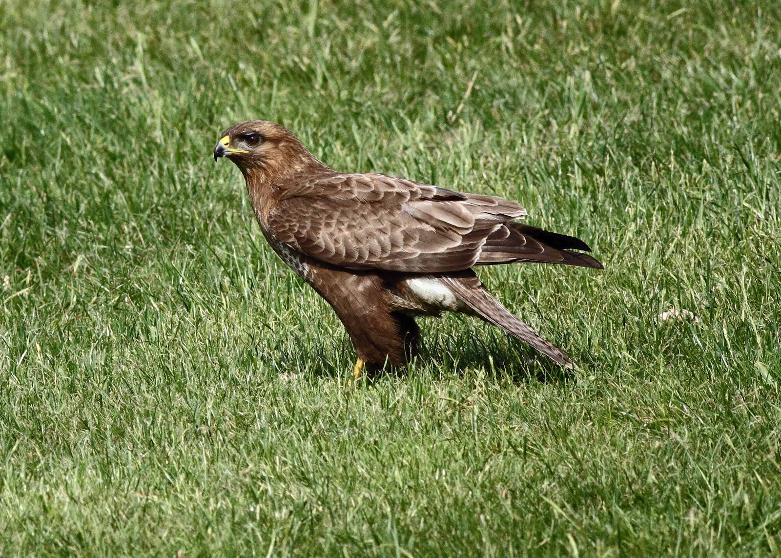Greater Kent Birder Buzzards at Grigrin