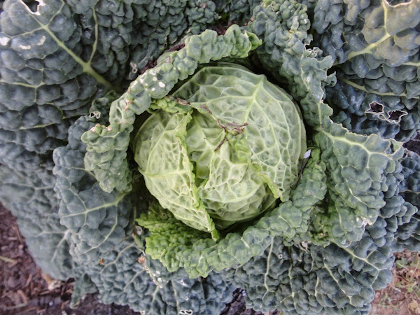 Fin de la huerta de invierno