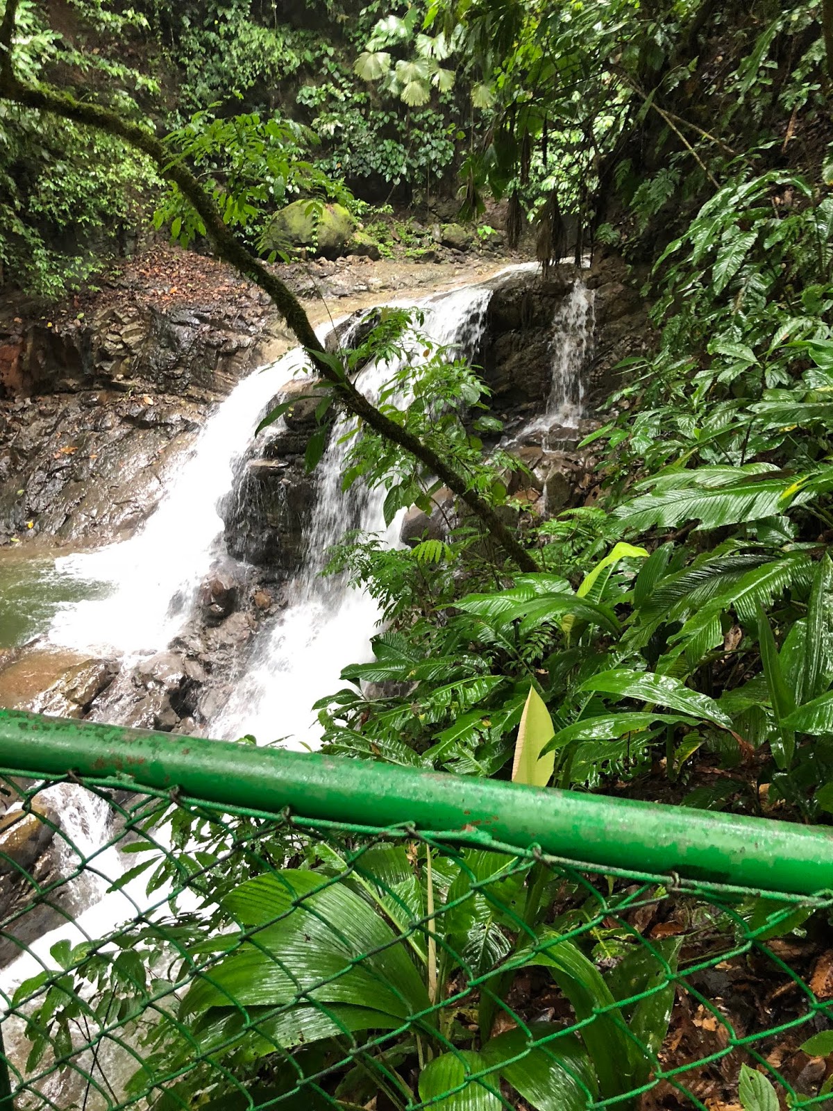 Gym's Ramblings Rendezvous with the Rainforest (Costa Rica), March 26