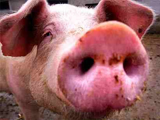 Açougueiro alimenta porcos com maconha e cria carne e bacon de sucesso