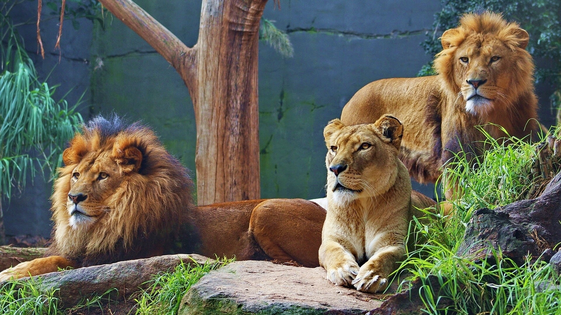 Familia de Leones Full HD en Fondos 1080