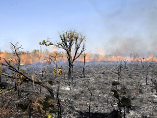 incêndio florestal