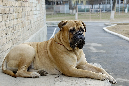 Bullmastiff Pictures and Reviews | Dog breeds and Puppies Pictures