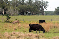 En las zonas rurales En las zonas rurales