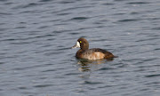 Scaup (adult female)