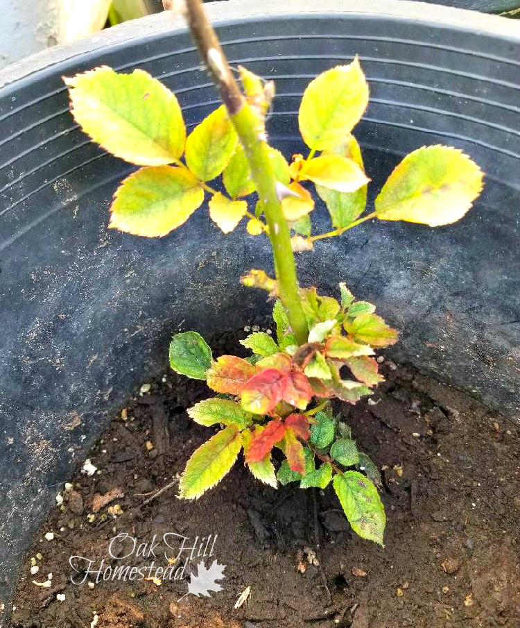 Can You Propagate Roses from Cuttings? Oak Hill Homestead