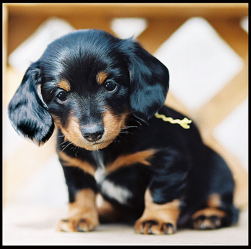 Dachshund Dog: Black Dachshund Puppies