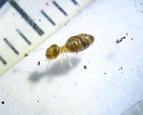 Minor worker of Bulbitermes termite