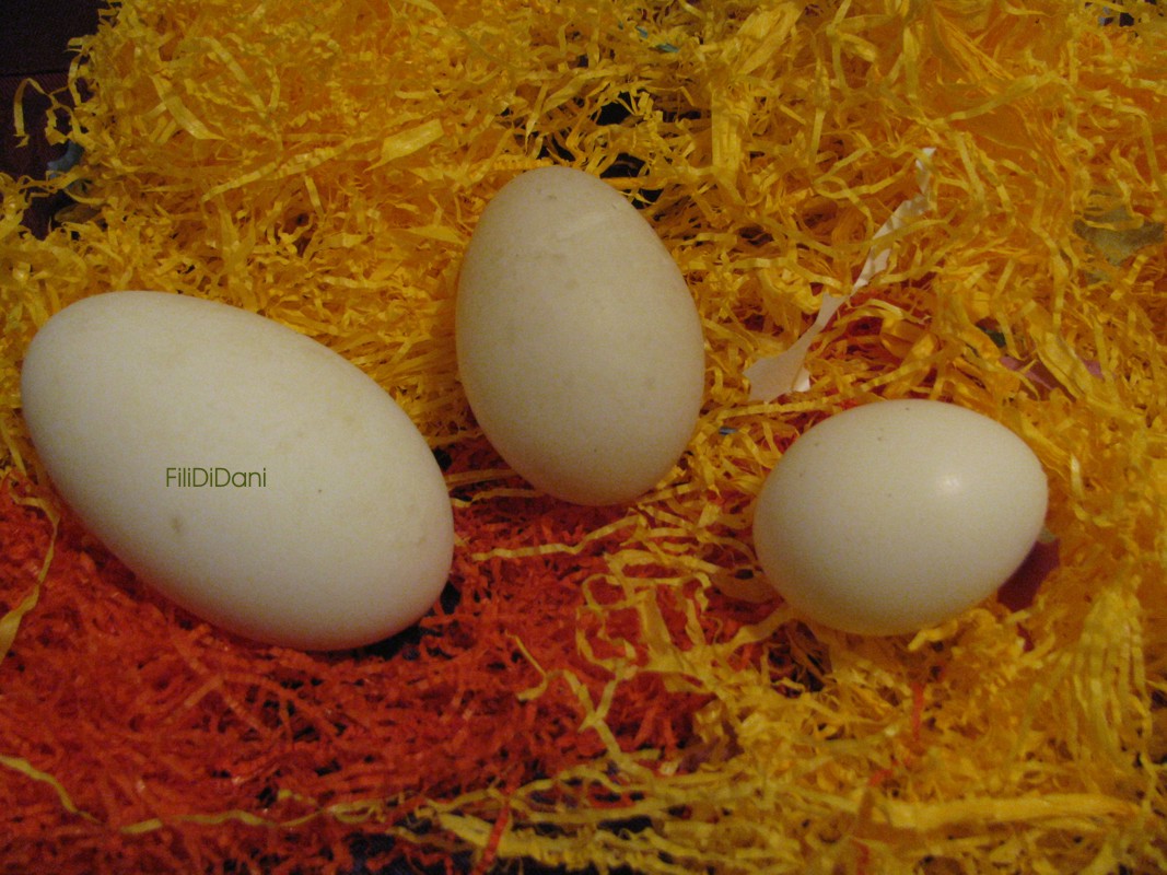Come Covare Un Uovo Di Gallina In Casa