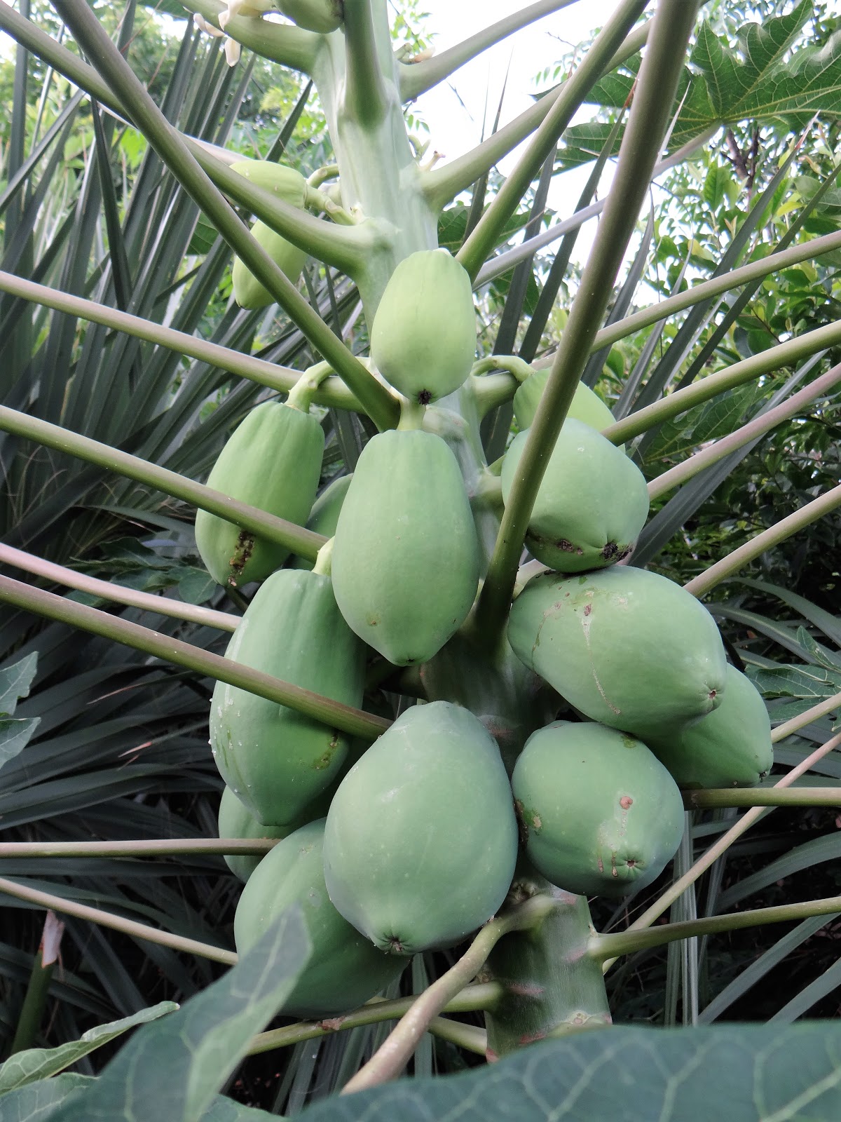 Trader Joe's 365 Baked Figs with Bacon, Cheese, and Roasted Nuts