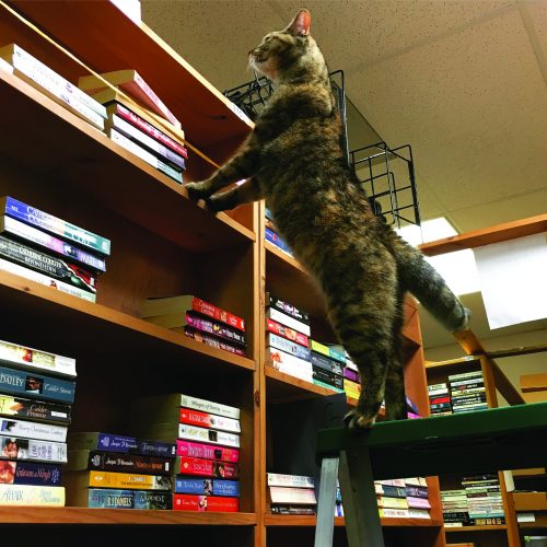 Bookstore cats|Glitterati Incorporated