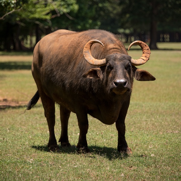 Cannundrums Water Buffalo Ribeye Grilled