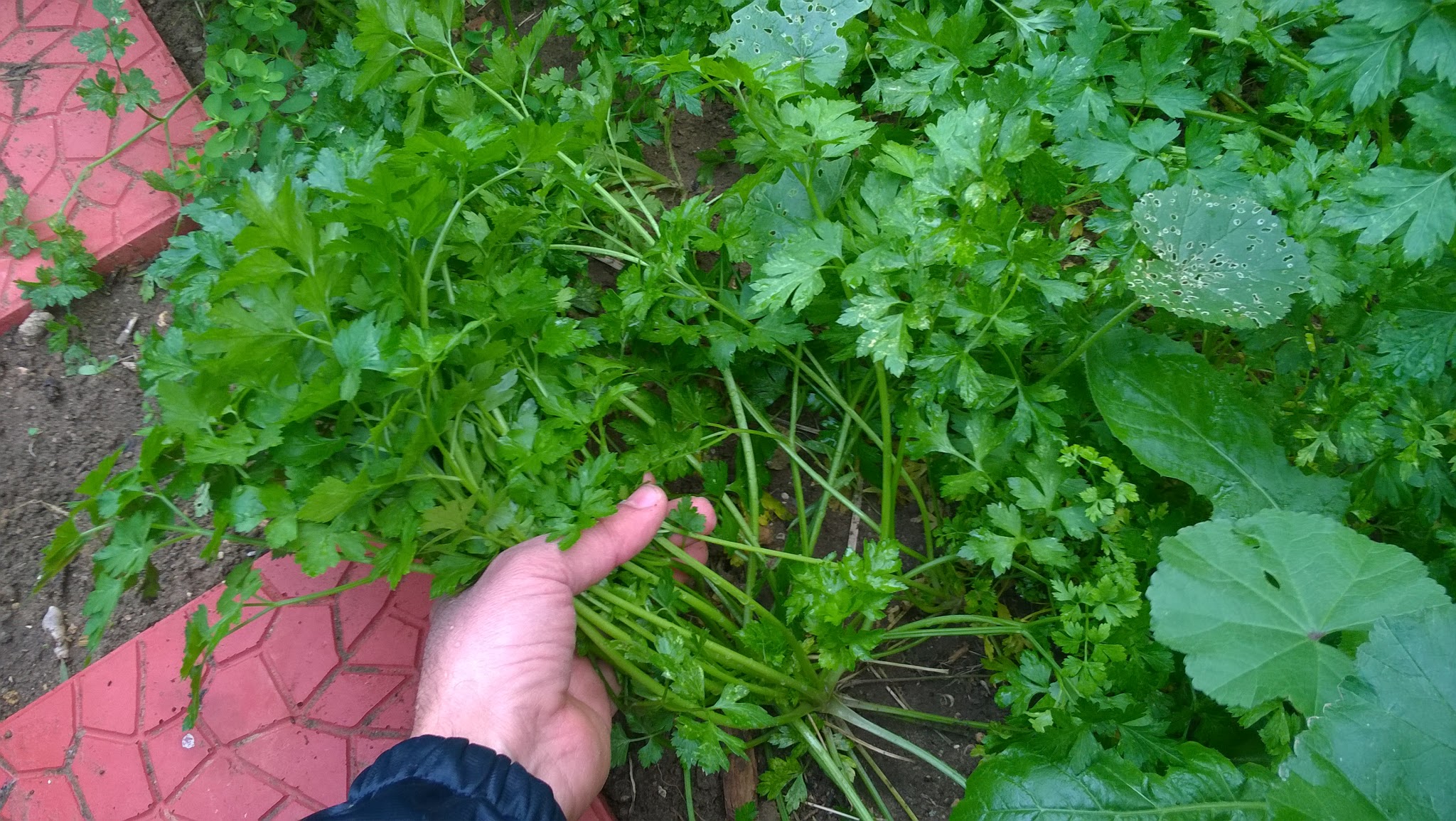 How To Grow Parsley From Seeds