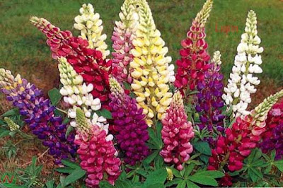 lupin flower, lupin