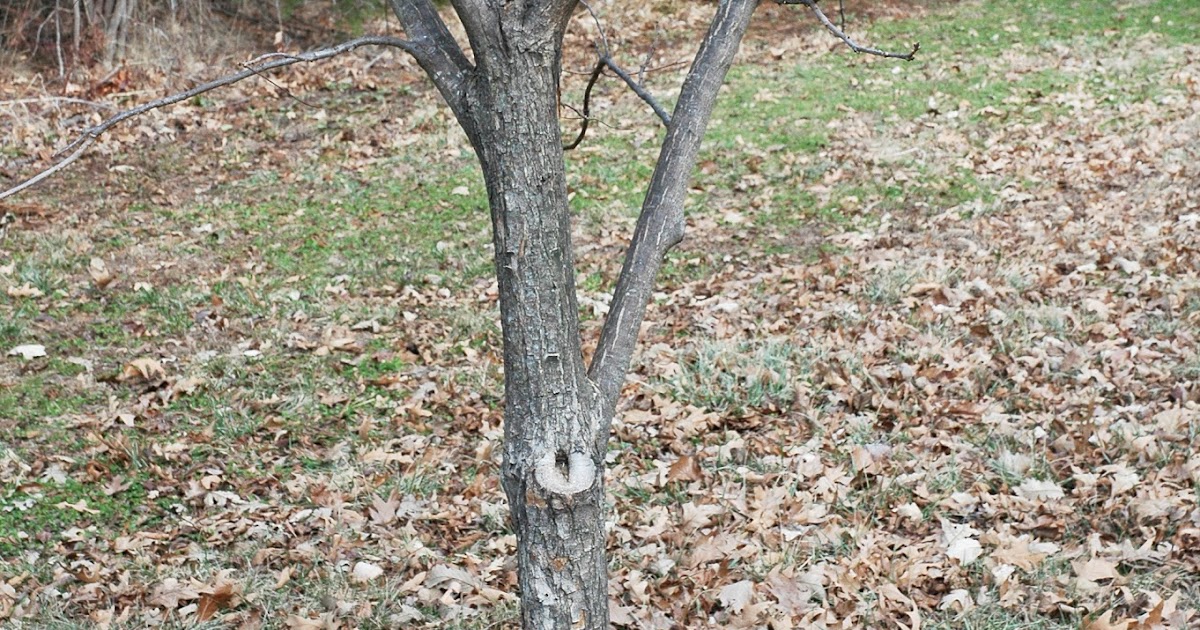 Northern Pecans: Dormant pecan tree pruning