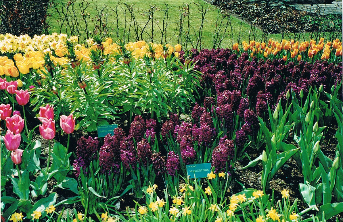 In the end, whatyou do with fall bulbs is limited only by