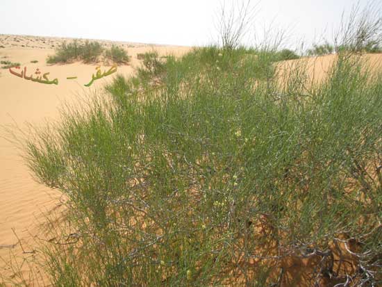 نبتة الارطة وفوائدها