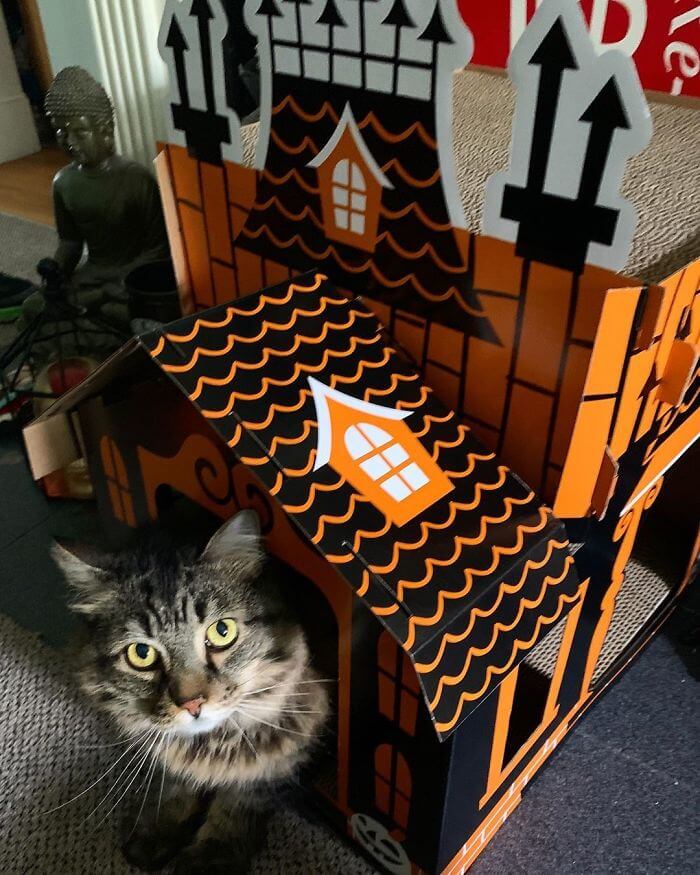 Target Sells Mini Haunted Houses So That Cats Can Celebrate Halloween Target Sells Mini Haunted Houses So That Cats Can Celebrate Halloween