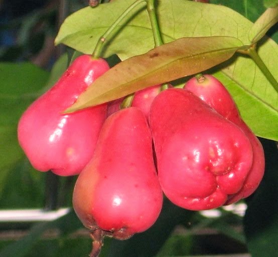 Benefits of Guava Fruit For Pregnant Women | Indonesian Medicinal Plants